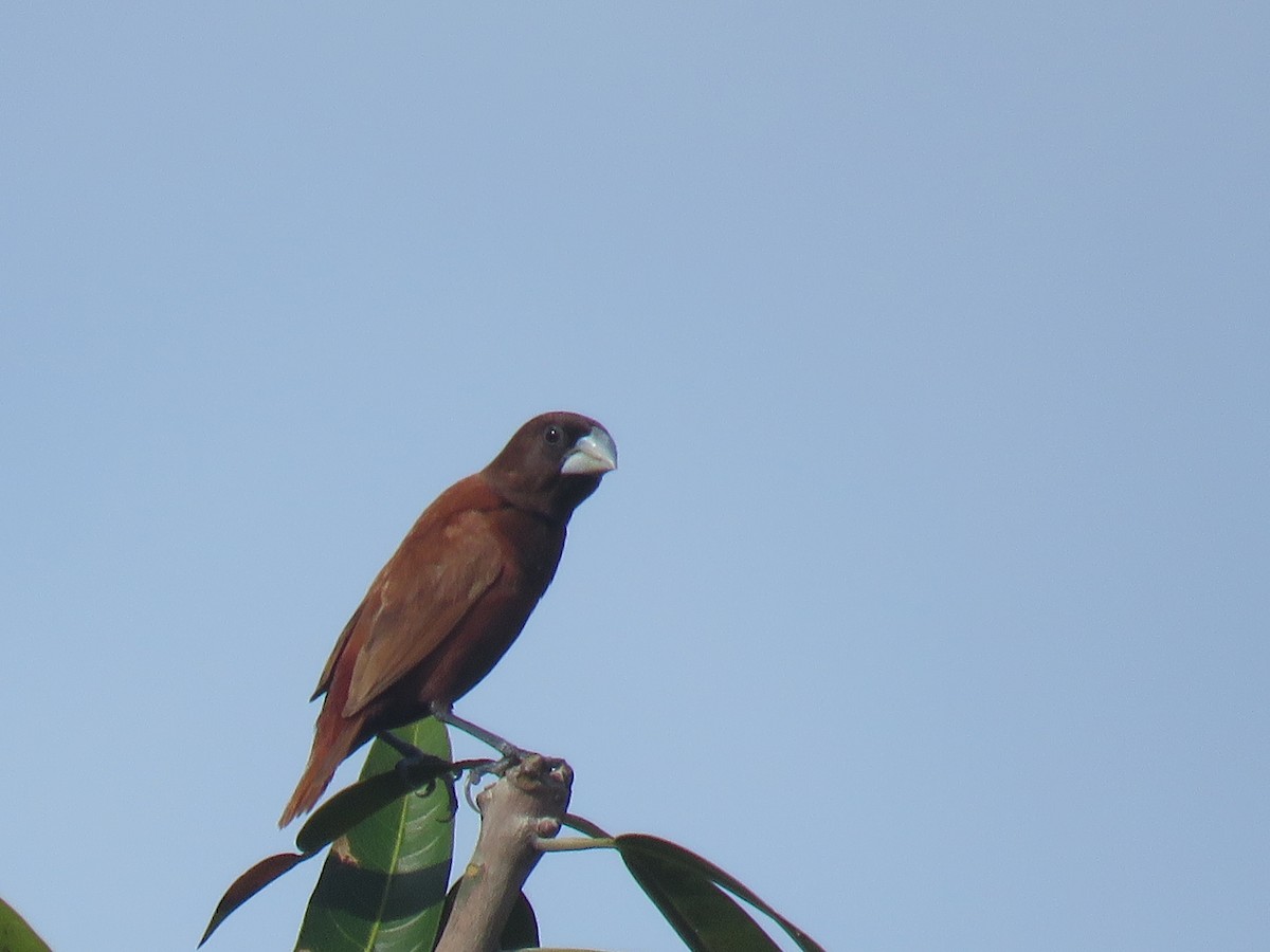 黑頭文鳥 - ML643683759