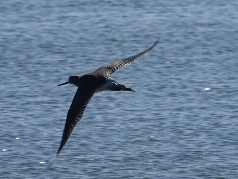 Greater Yellowlegs - ML643683760