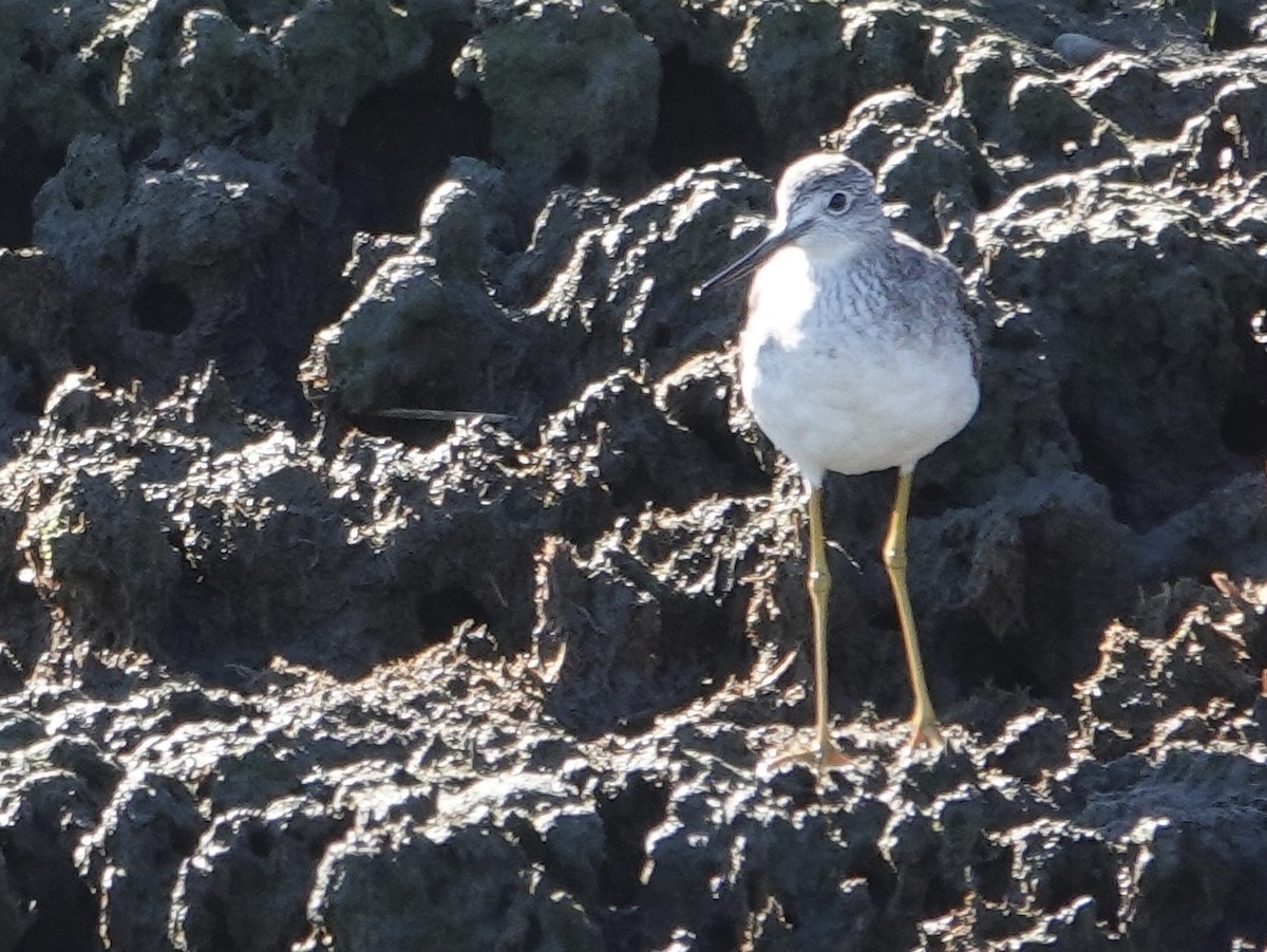 Greater Yellowlegs - ML643683761