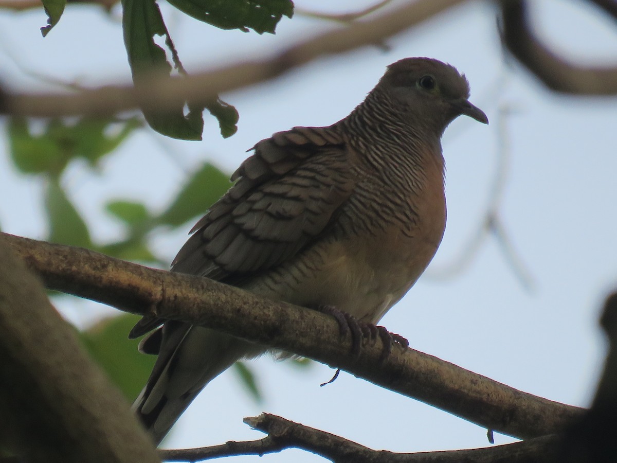 斑馬鳩 - ML643683767