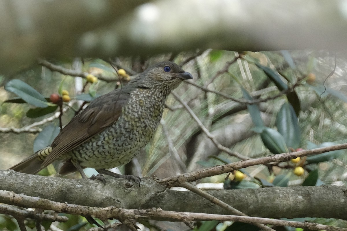 Satin Bowerbird - ML643683786
