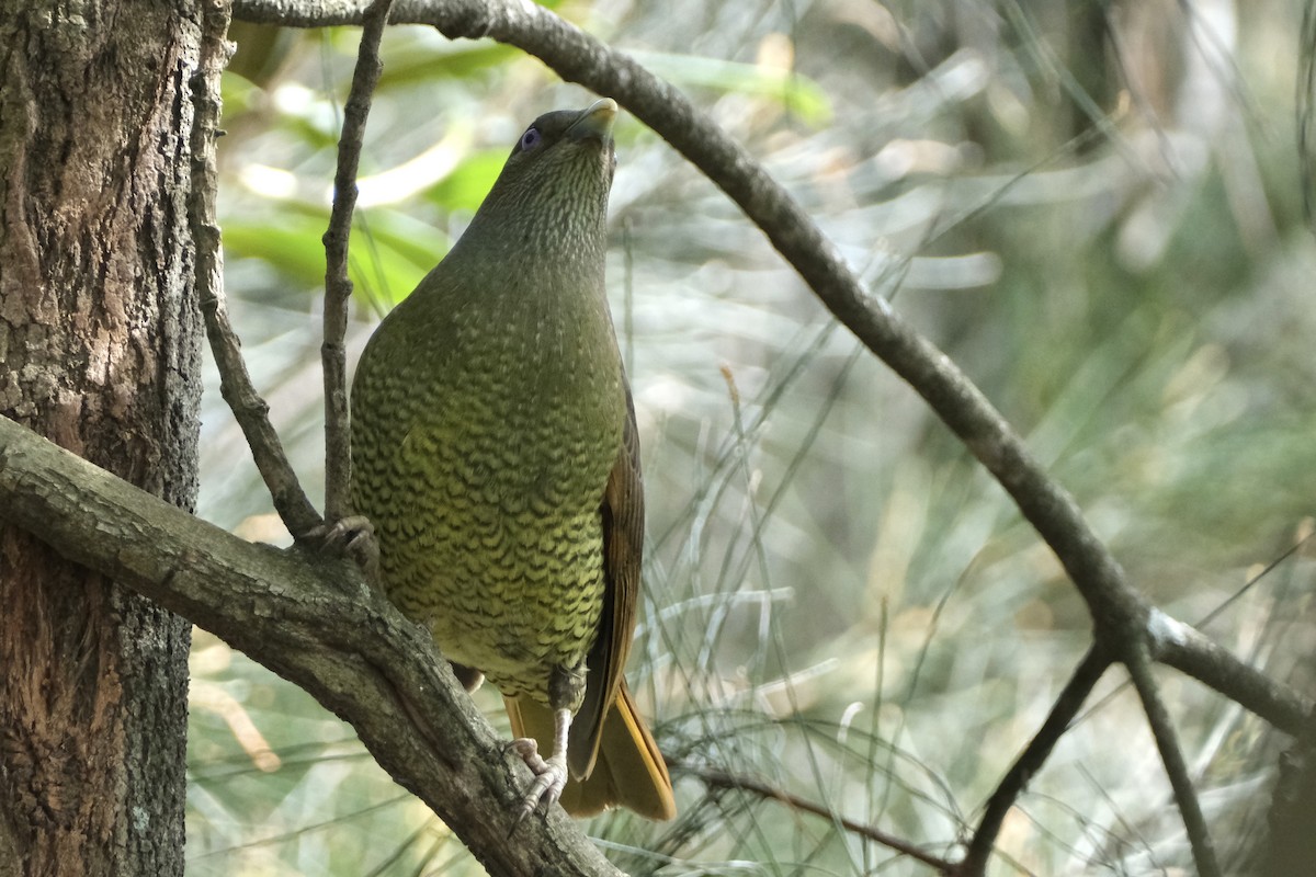 Satin Bowerbird - ML643683787