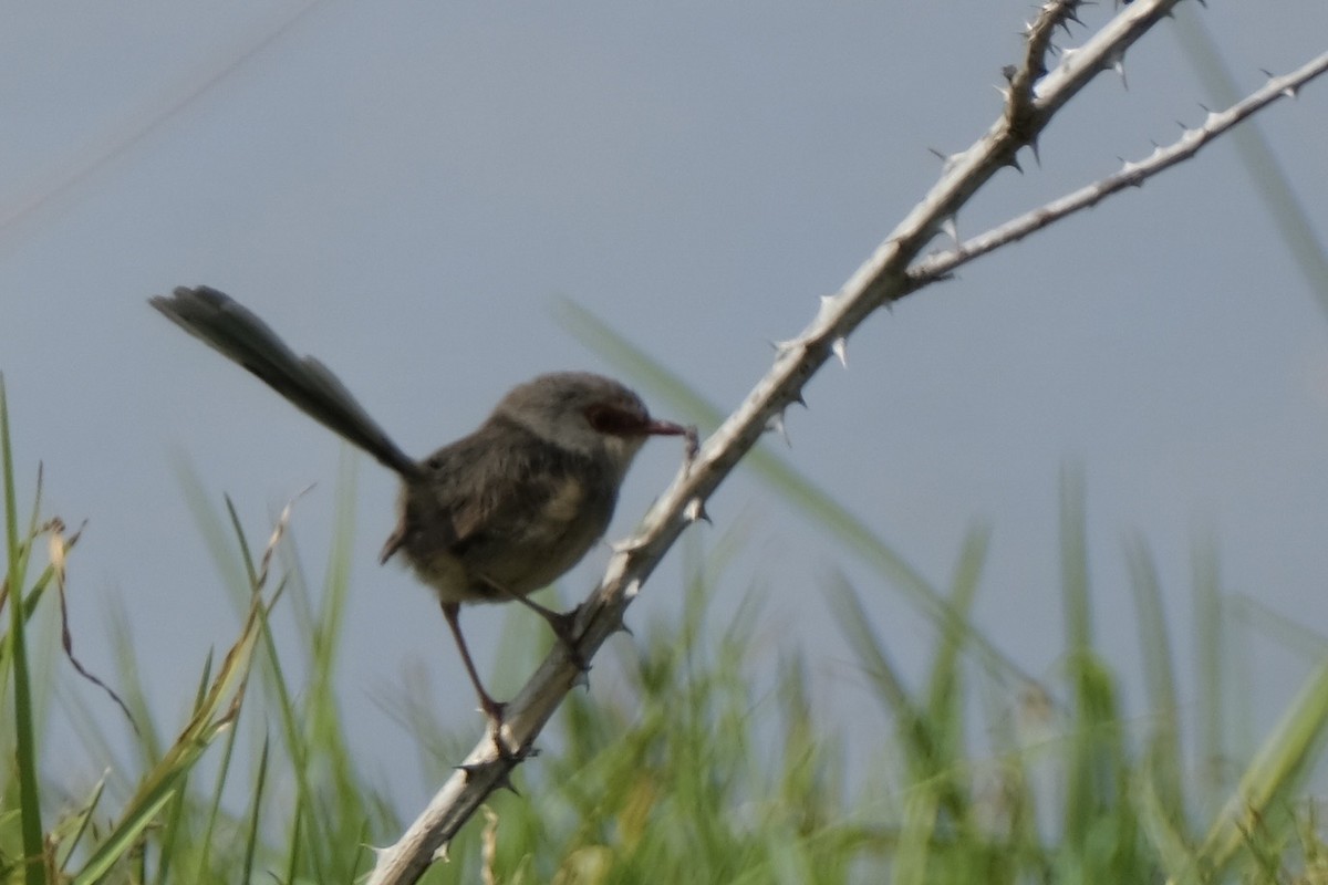 Variegated Fairywren - ML643683793