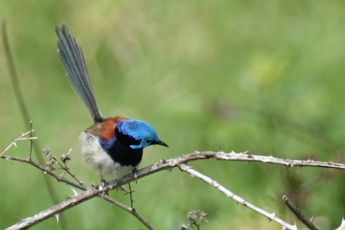 Variegated Fairywren - ML643683794