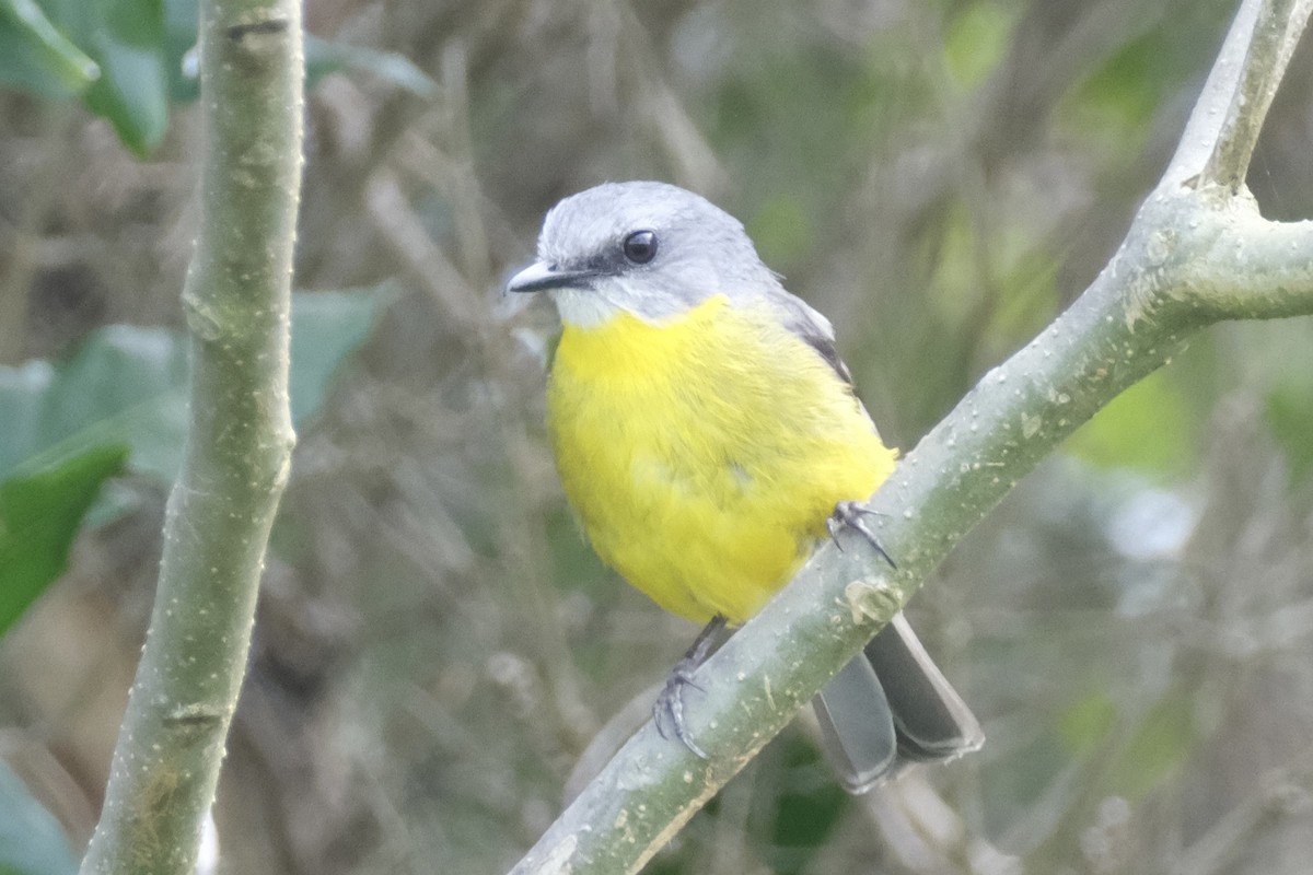 Eastern Yellow Robin - ML643683804