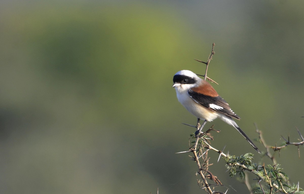 Bay-backed Shrike - ML643683808