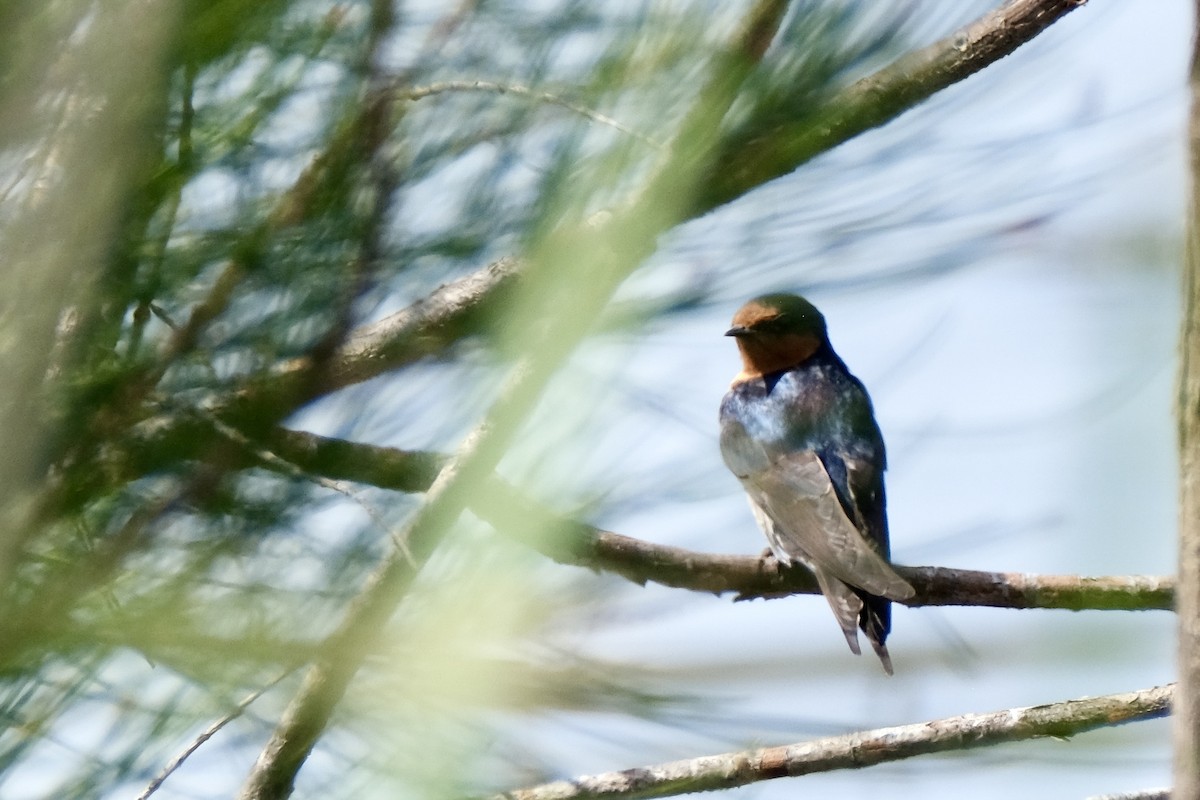 Welcome Swallow - ML643683811