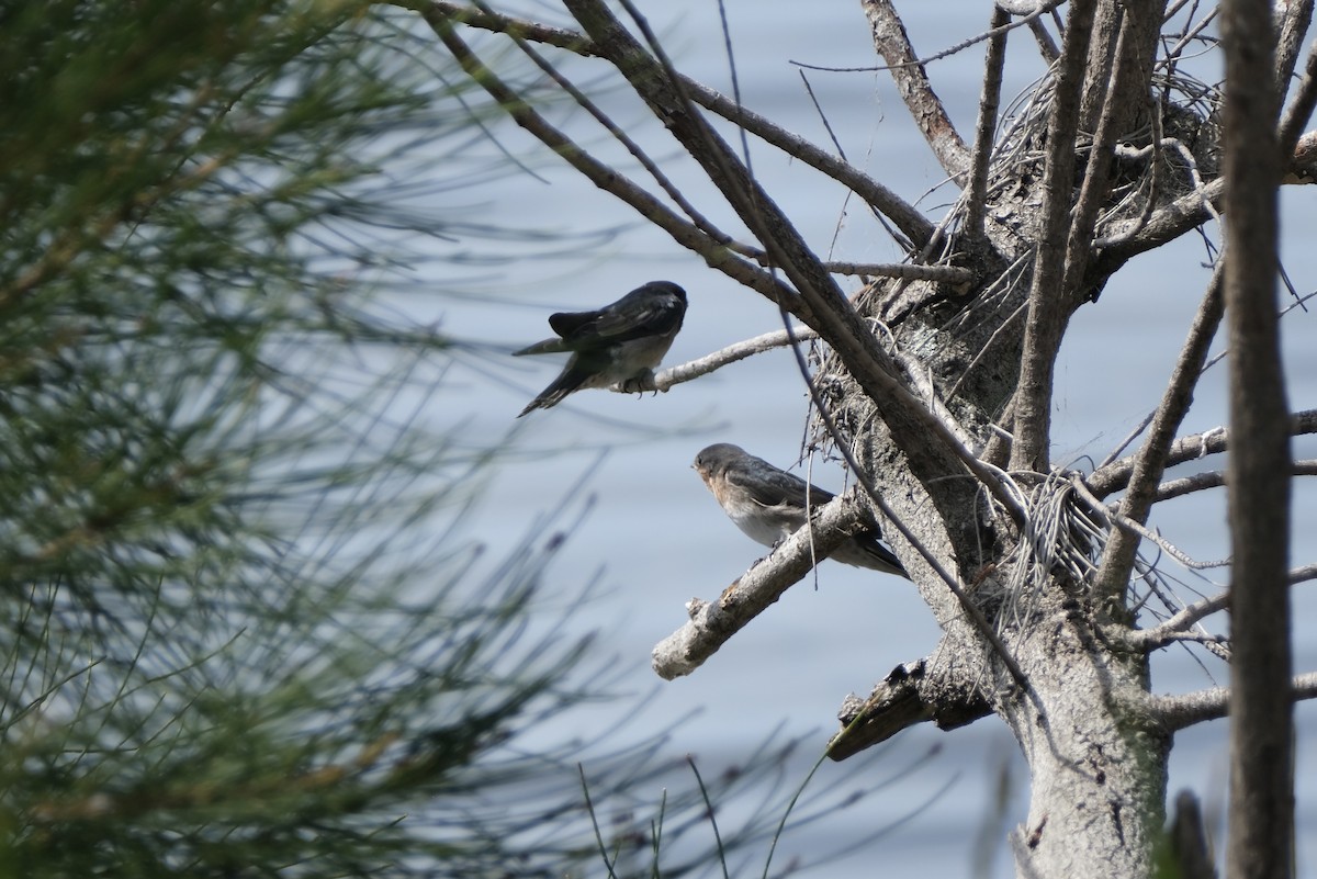 Welcome Swallow - ML643683812