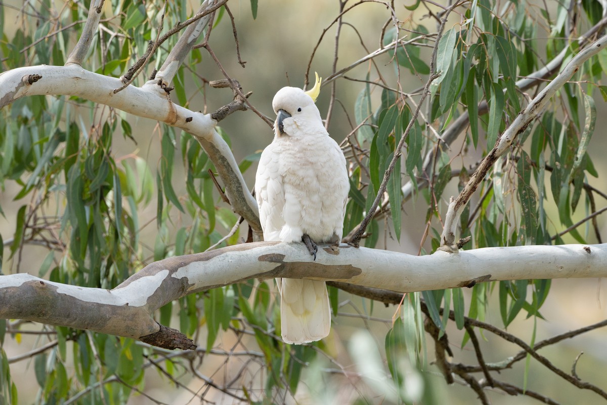 Sulphur-crested Cockatoo - ML643683815