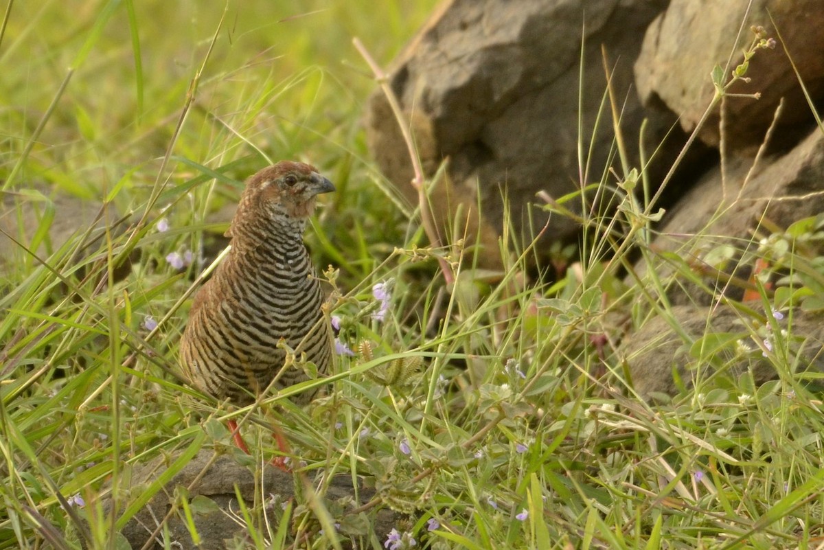 Rock Bush-Quail - ML643683816