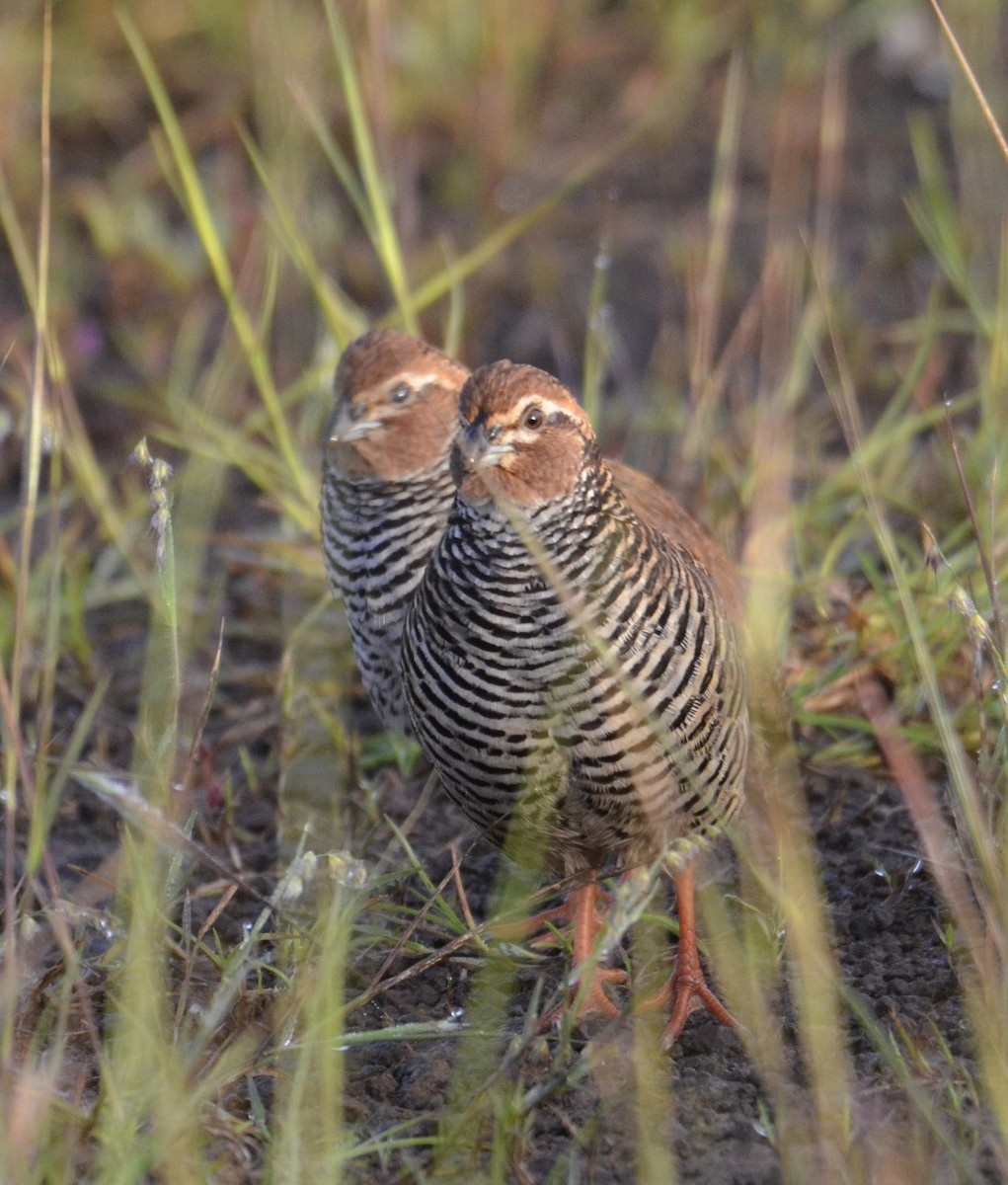 Rock Bush-Quail - ML643683817