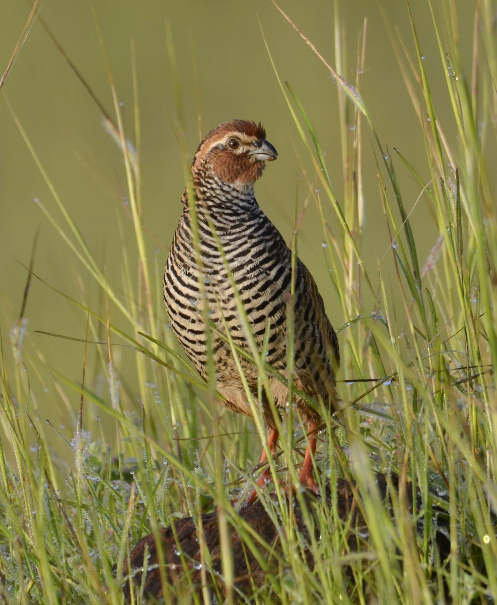 Rock Bush-Quail - ML643683818