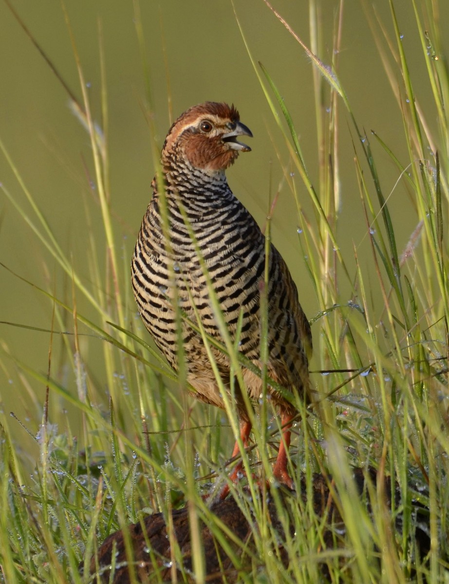 Rock Bush-Quail - ML643683819
