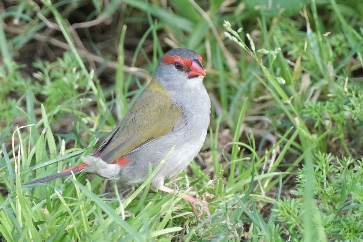 Red-browed Firetail - ML643683820