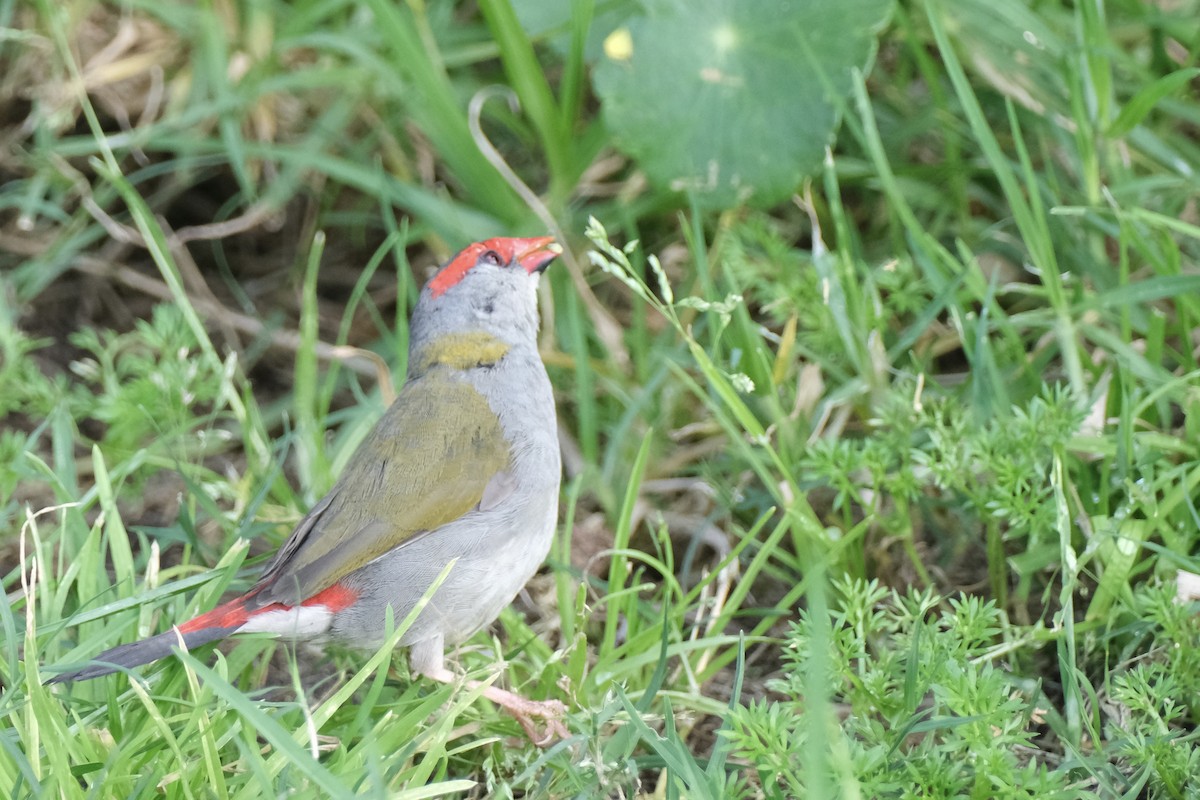 Red-browed Firetail - ML643683821