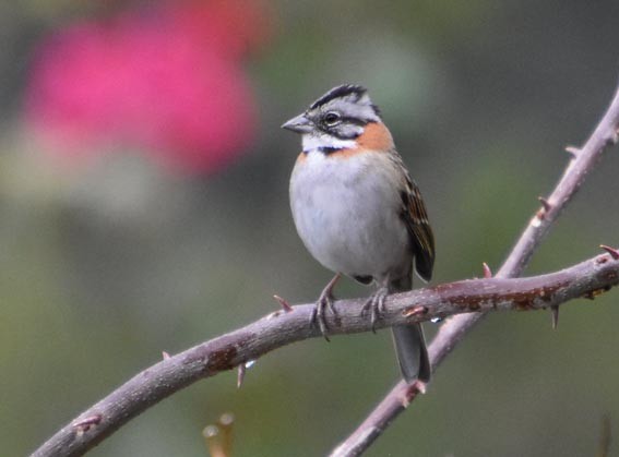 Rufous-collared Sparrow - ML643683824