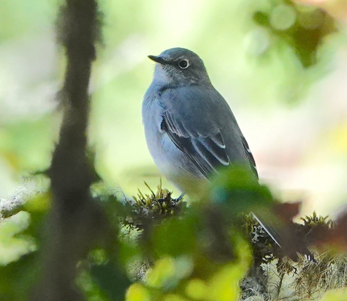 Townsend's Solitaire - ML643683825