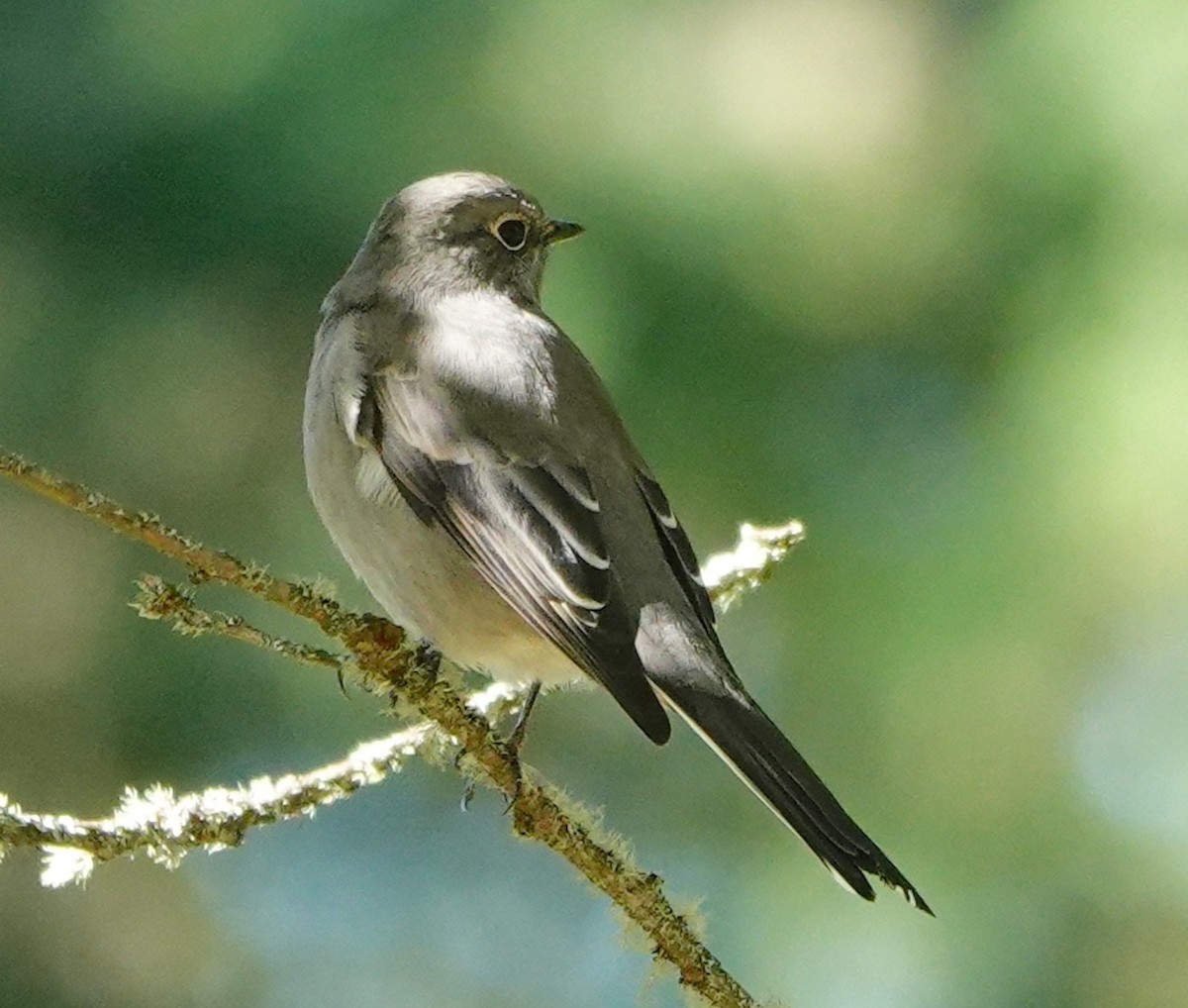Townsend's Solitaire - ML643683826