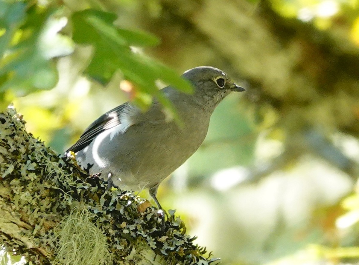 Townsend's Solitaire - ML643683827