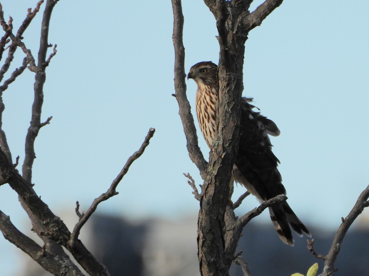 Cooper's Hawk - ML643683829
