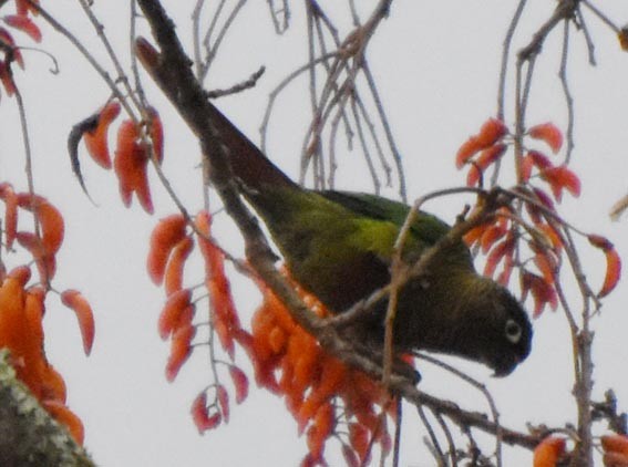 Maroon-bellied Parakeet - ML643683830