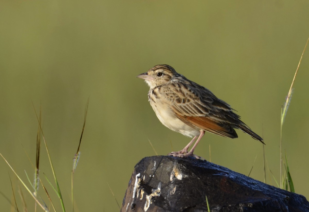 Indian Bushlark - ML643683832