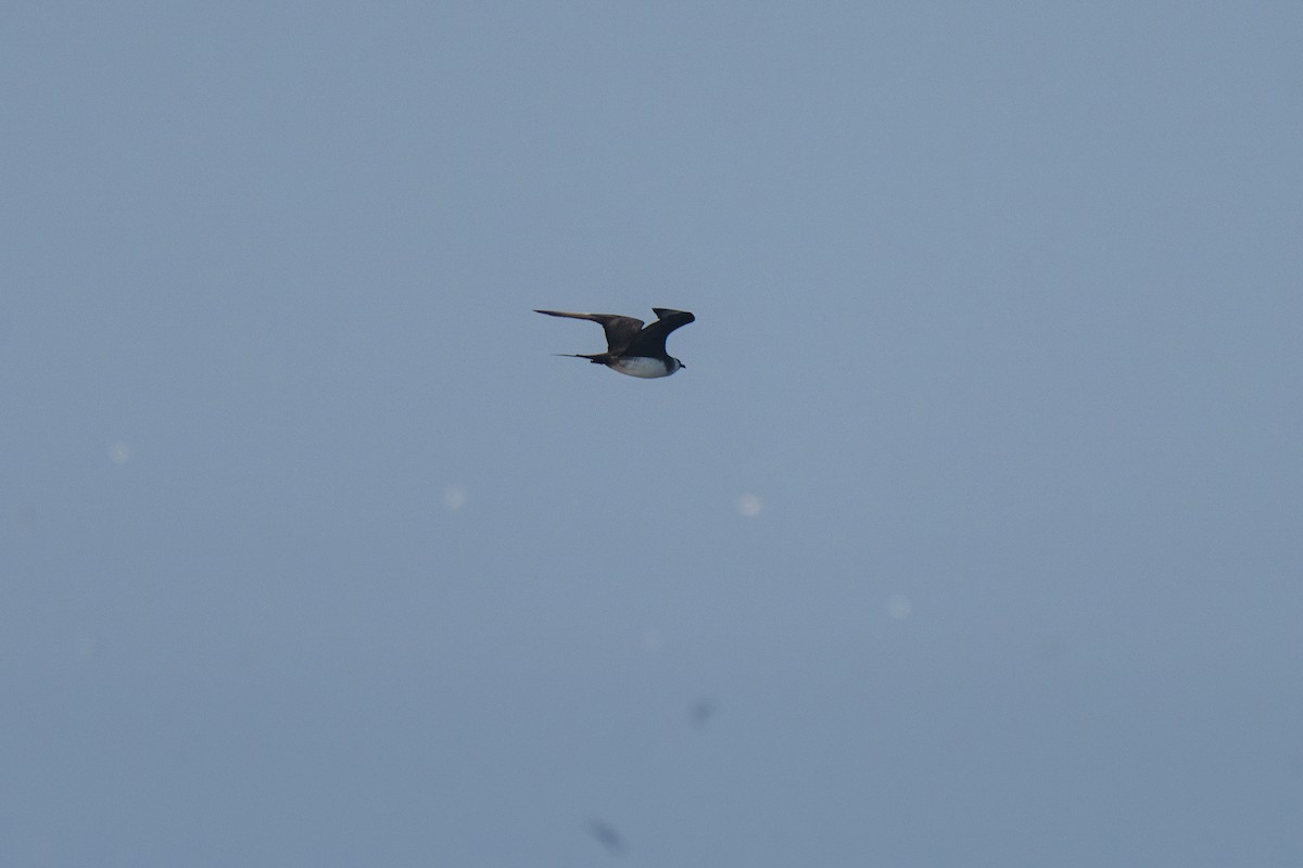 Parasitic Jaeger - ML643683834