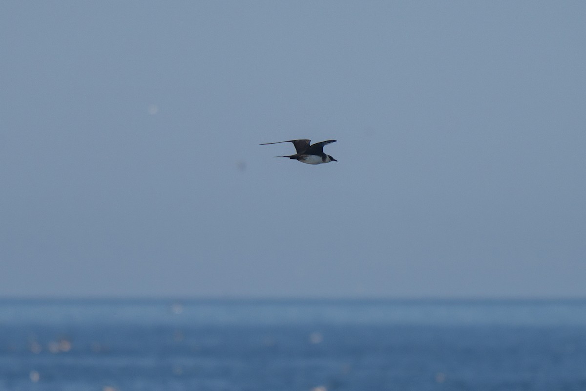 Parasitic Jaeger - ML643683835