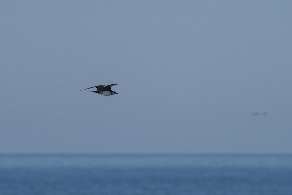 Parasitic Jaeger - ML643683836