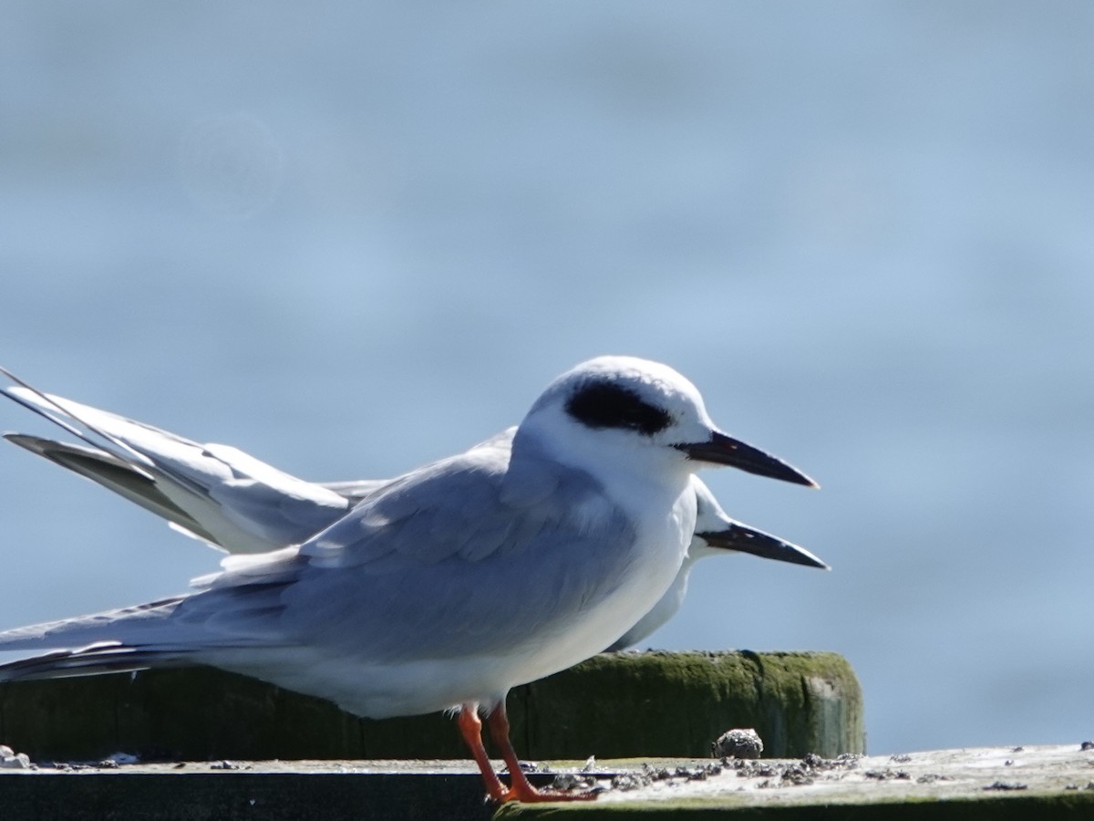 Forster's Tern - ML643683837