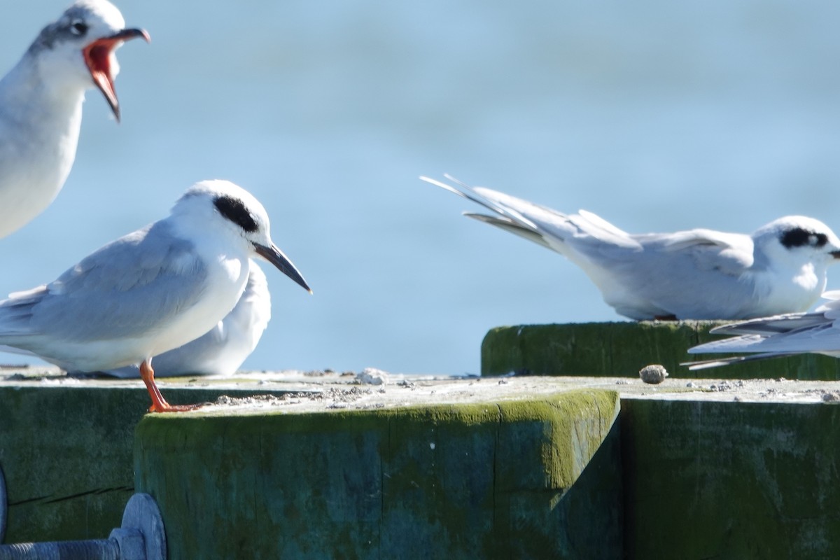 Forster's Tern - ML643683839