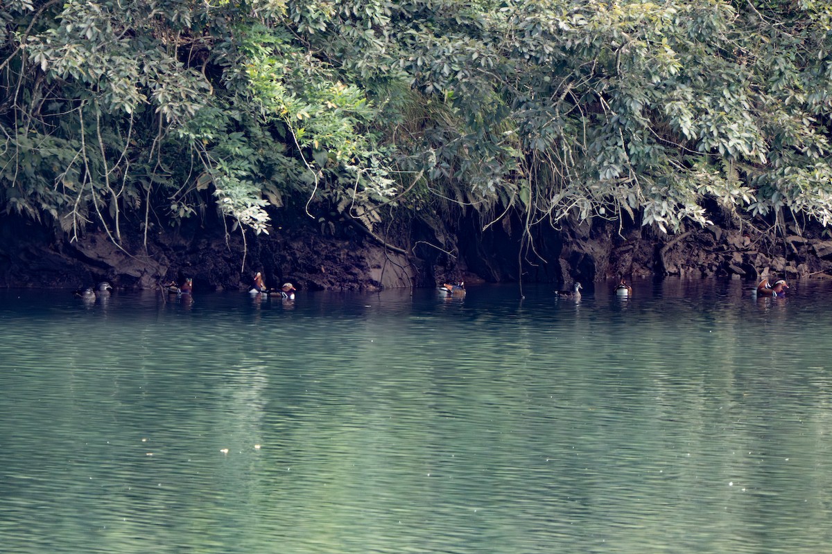 Mandarin Duck - ML643683840