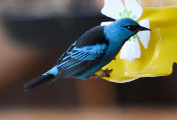 Blue Dacnis - ML643683841