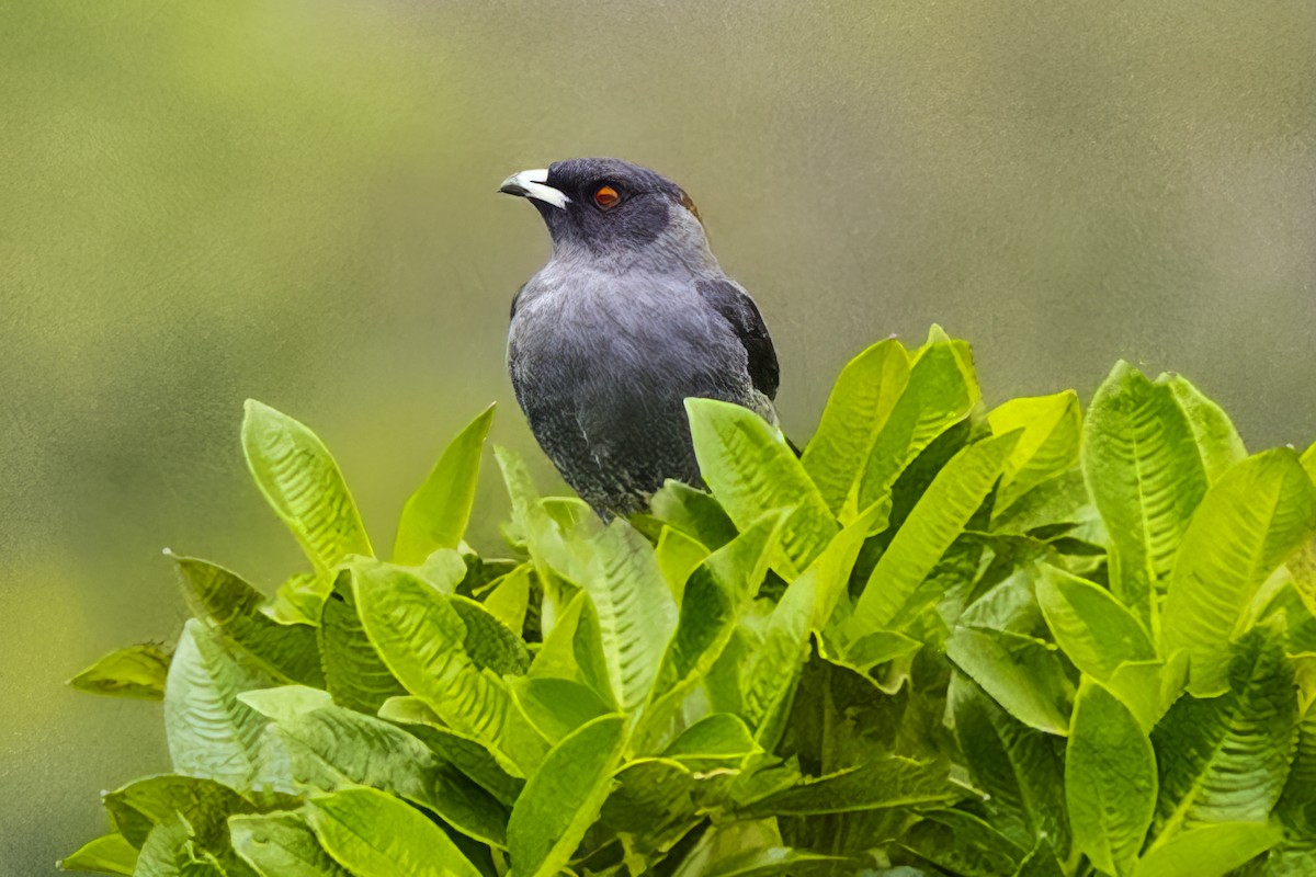 Red-crested Cotinga - ML643683842