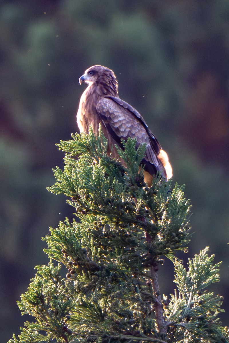 Black Kite - ML643683844