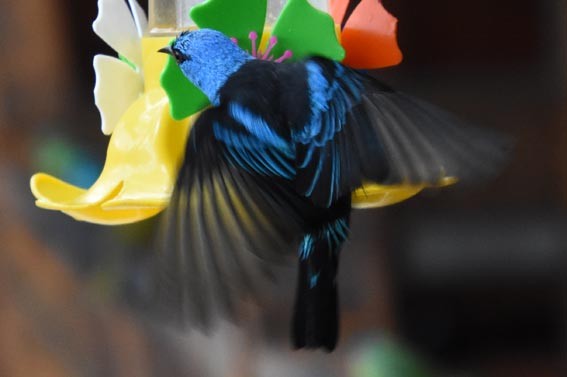 Blue Dacnis - ML643683845