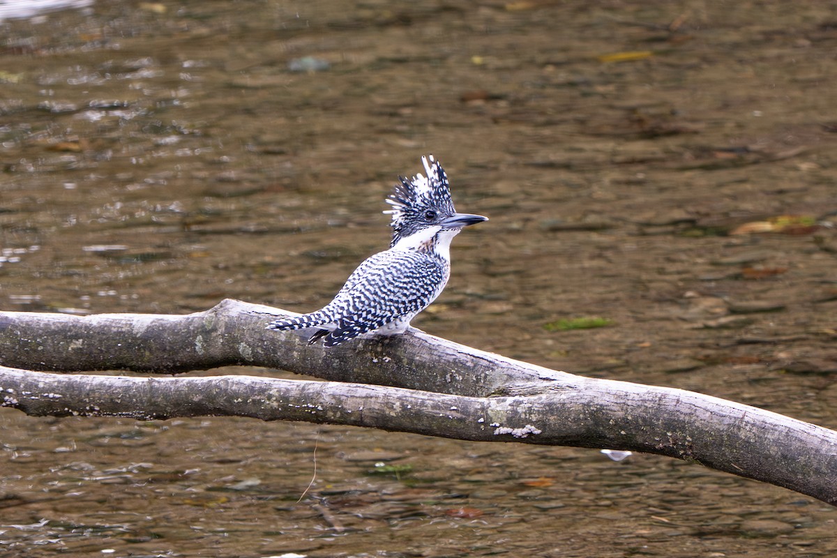 Crested Kingfisher - ML643683846
