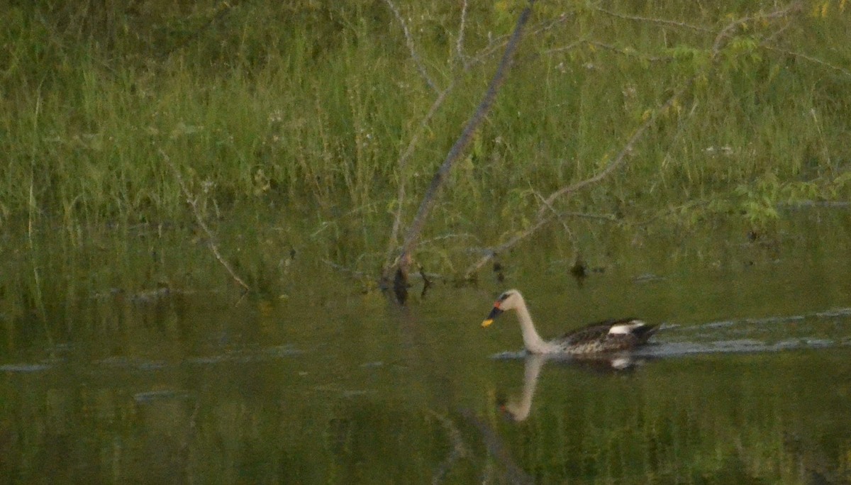Indian Spot-billed Duck - ML643683847