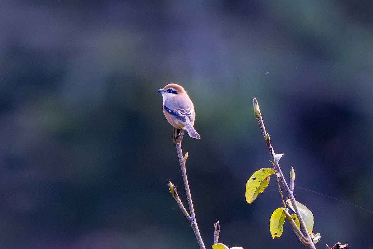 Bull-headed Shrike - ML643683848