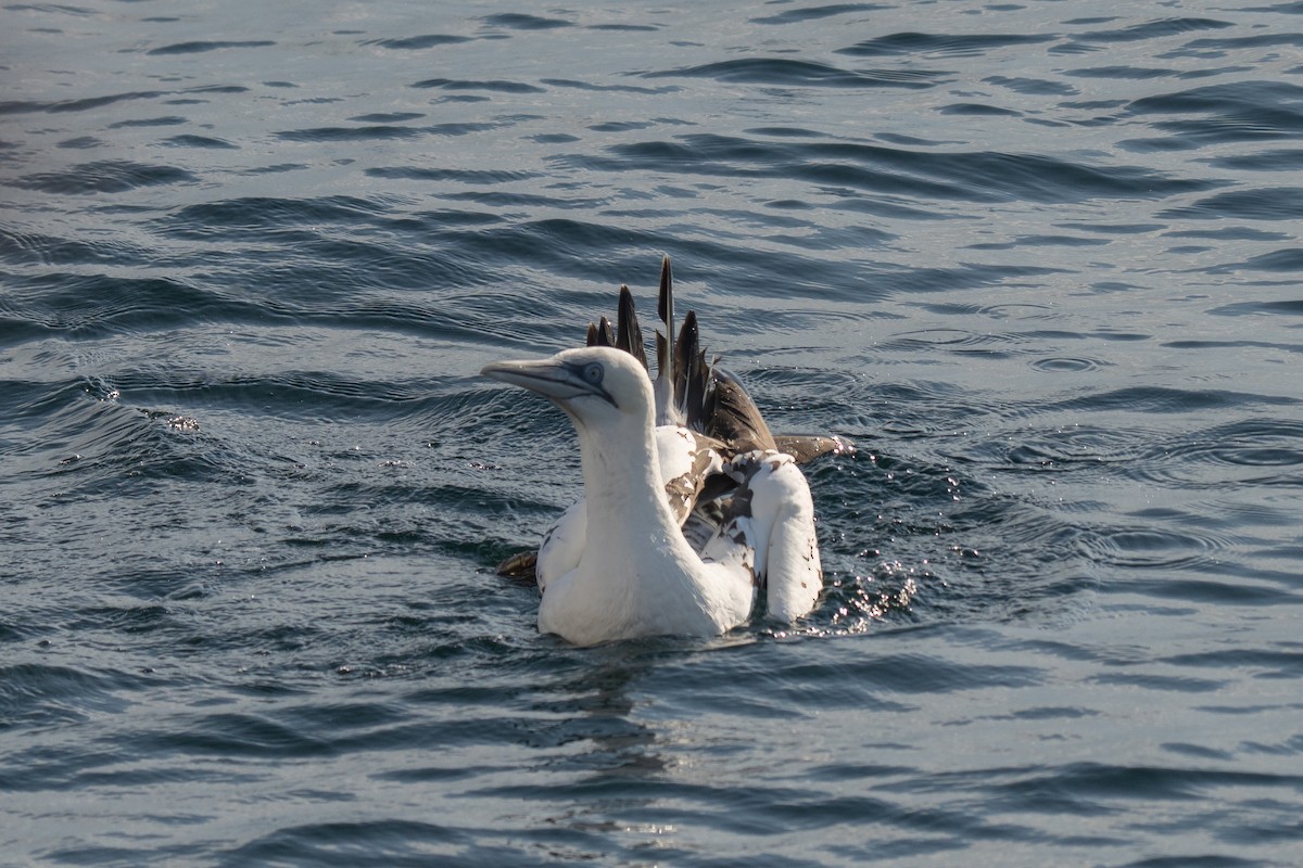 Northern Gannet - ML643683849