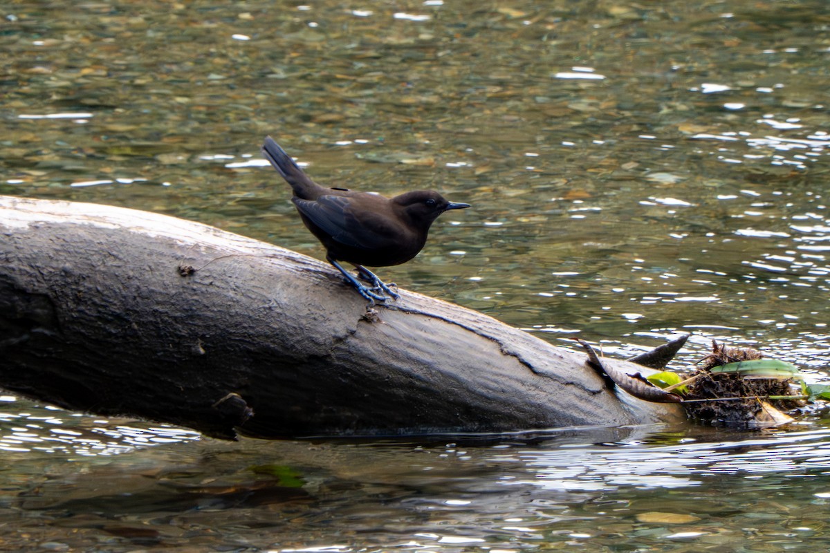 Brown Dipper - ML643683851