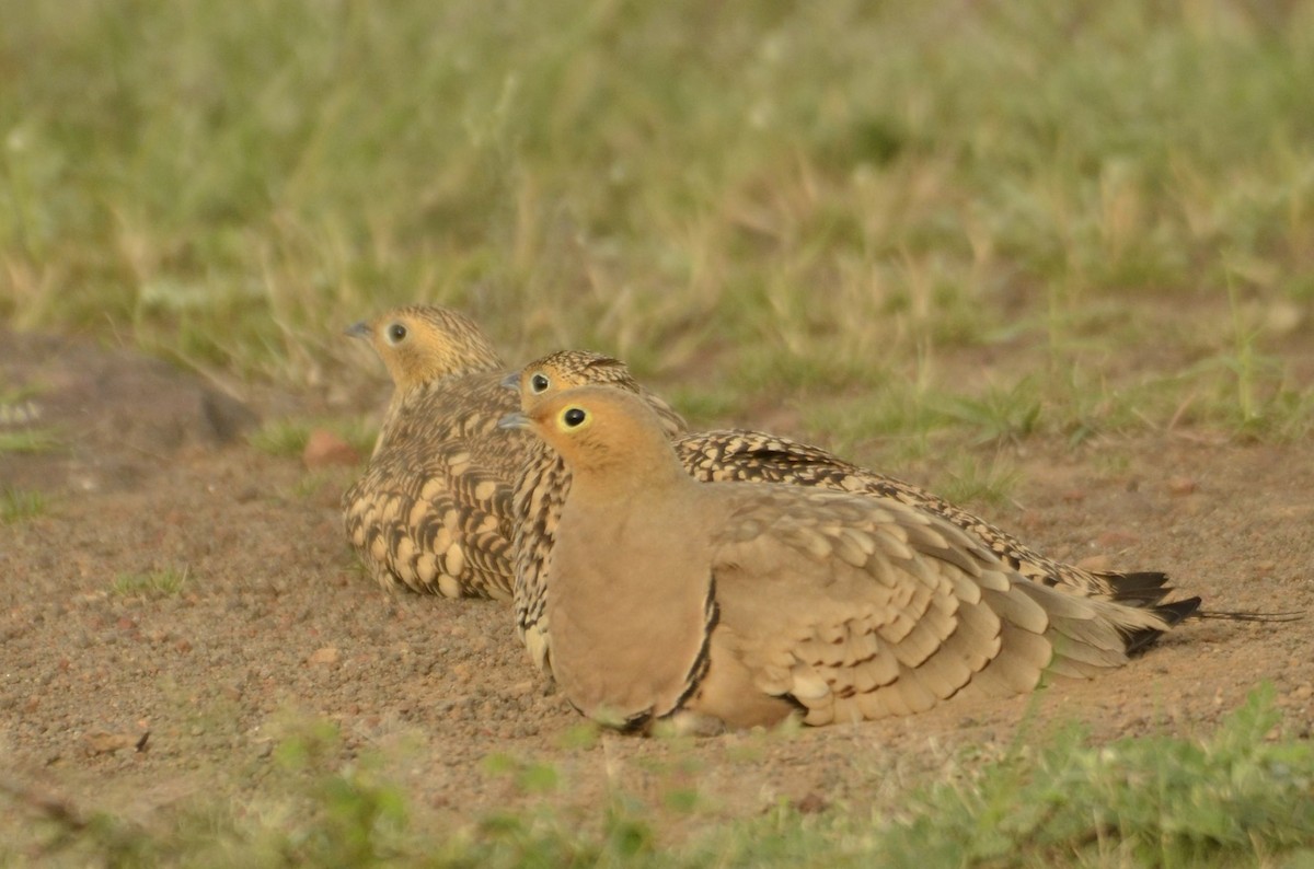 Chestnut-bellied Sandgrouse - ML643683857