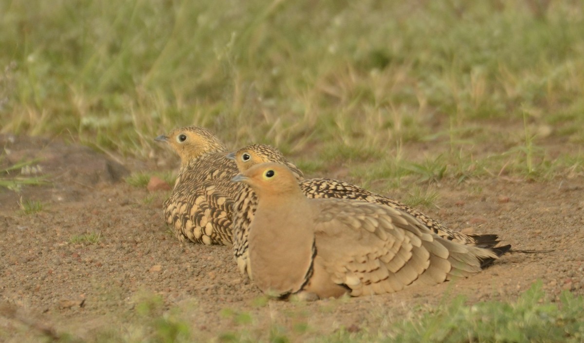 Chestnut-bellied Sandgrouse - ML643683858