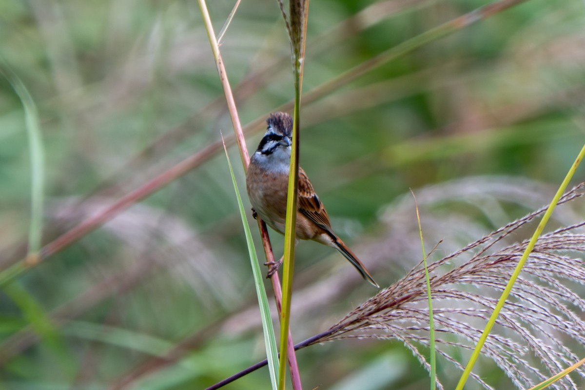 Meadow Bunting - ML643683859