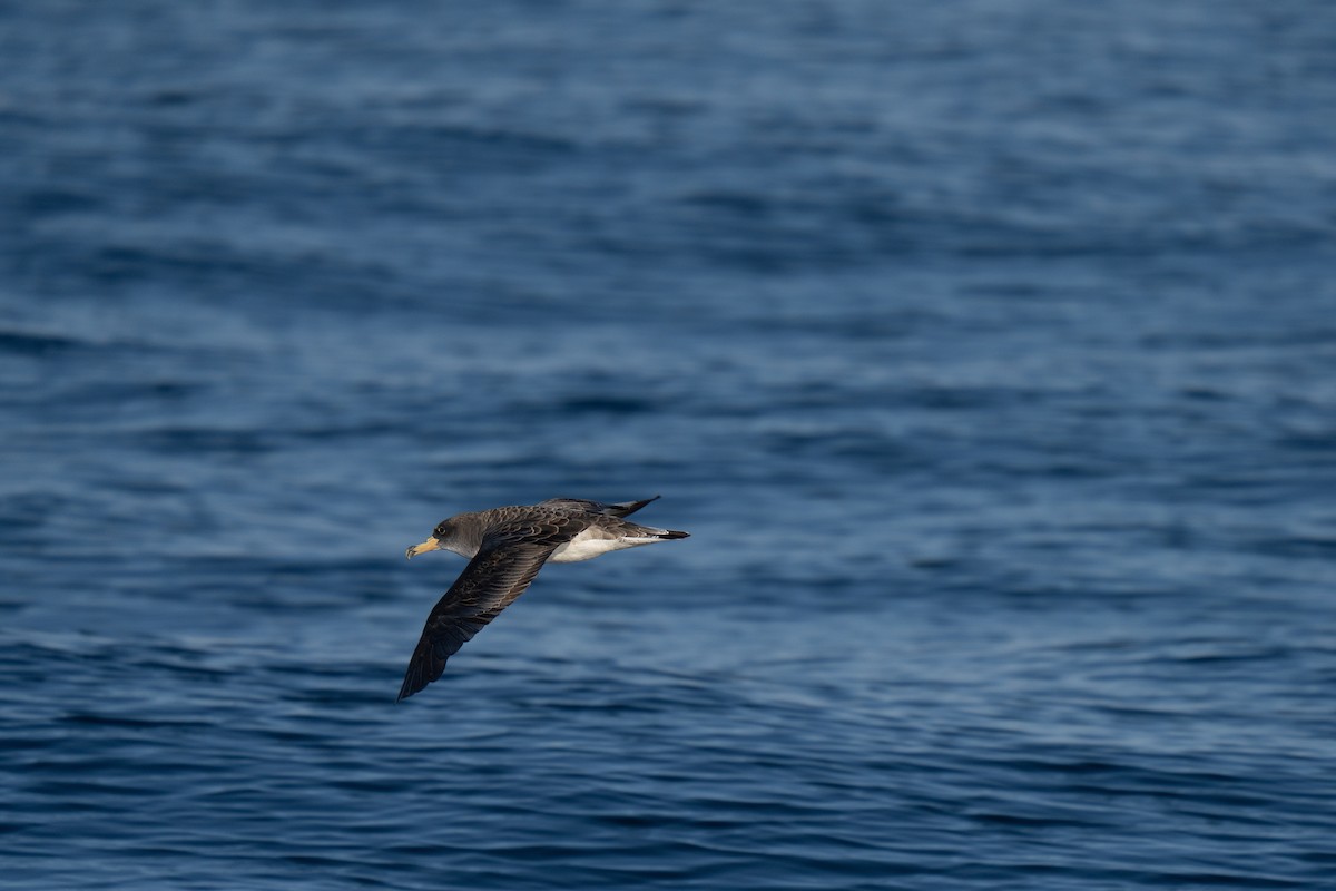 Cory's/Scopoli's Shearwater - ML643683873
