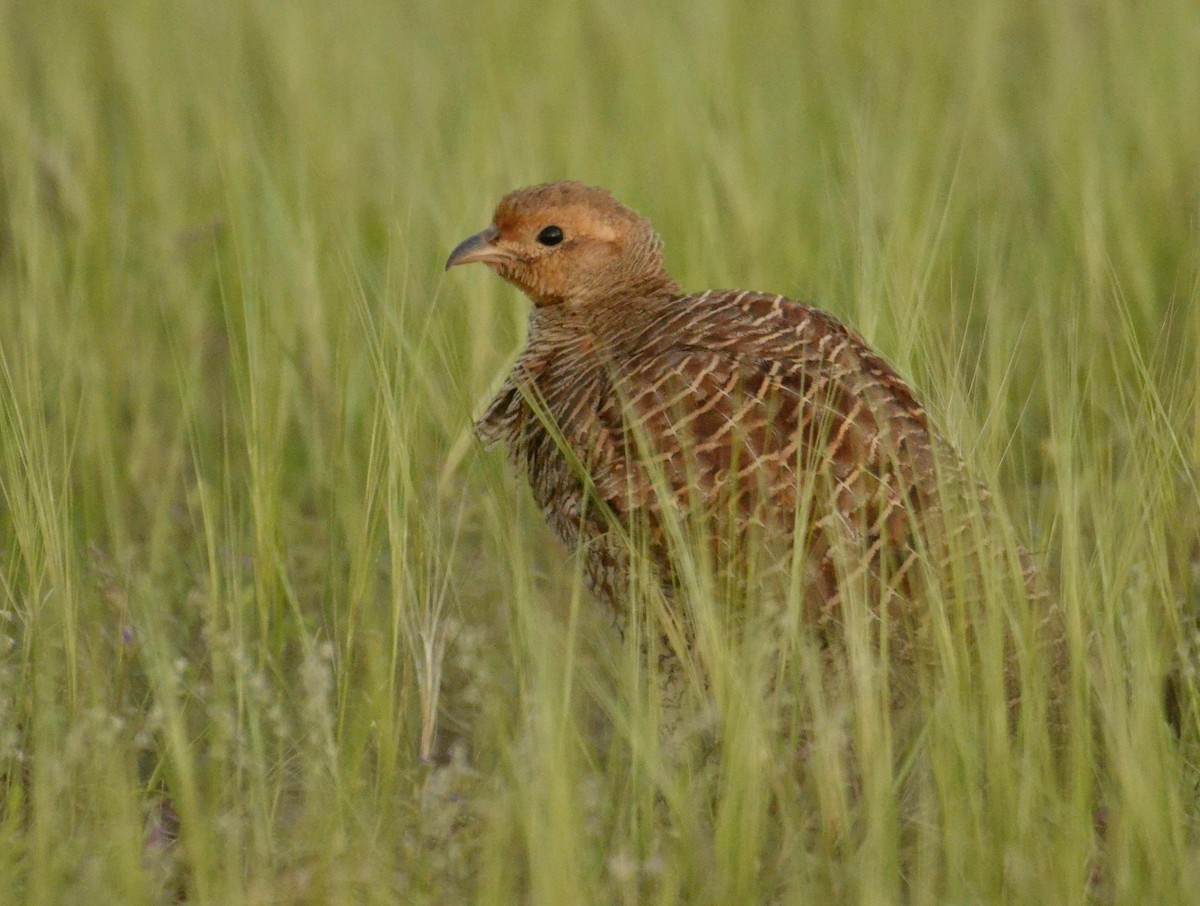 Gray Francolin - ML643683884