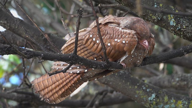 fettfugl - ML643683886