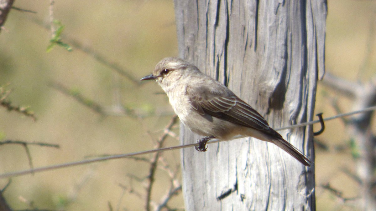 African Gray Flycatcher - ML643683901