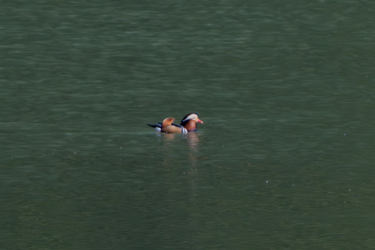 Mandarin Duck - ML643683902
