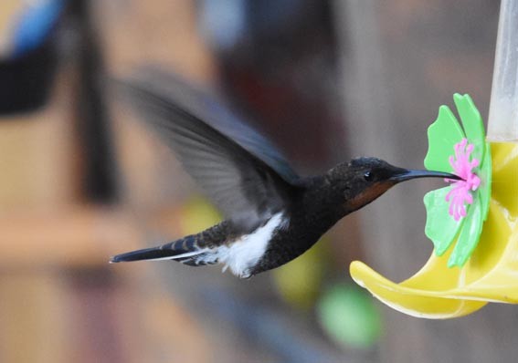 Black Jacobin - ML643683904
